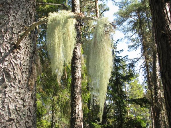 Lichen