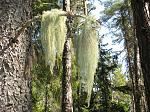 Lichen