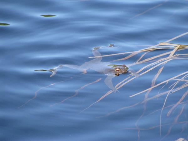 Frog basking in the sun
