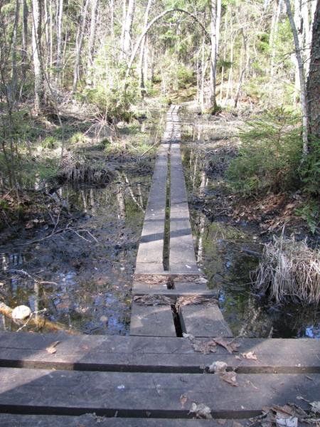 Trail through wetland