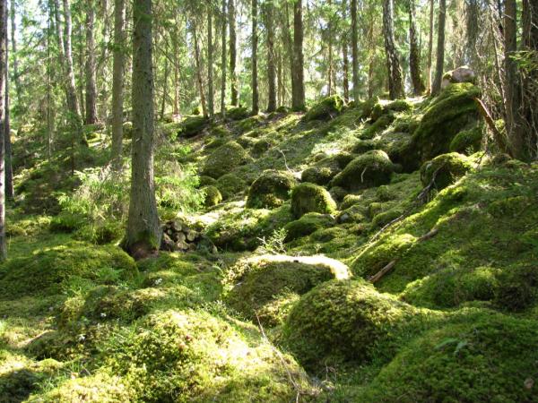 Old forest.