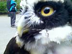 Elton - a spectacle owl that lives indoors at my friends raptor center.  He loves the back of her couch in the winter months.