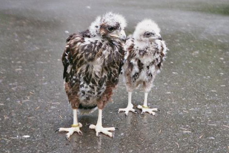 Two Harris Hawk babies