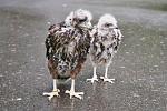 Two Harris Hawk babies
