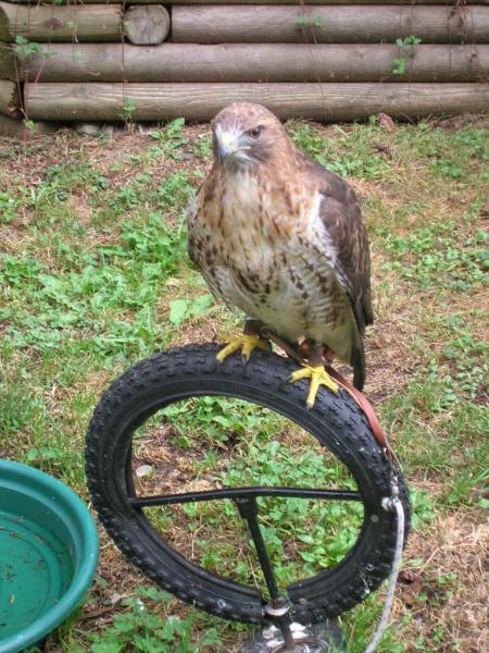 Ferruginous Hawk