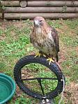 Ferruginous Hawk