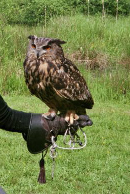 Gandolf a Great Horned Owl