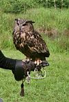 Gandolf a Great Horned Owl