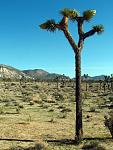 Joshua Tree