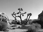 Joshua Tree bw