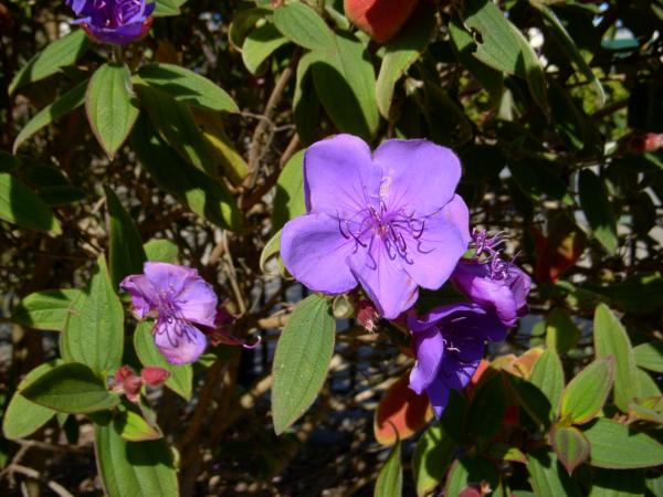 California Flower