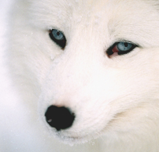 Arctic%20fox%20in%20winter