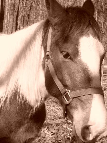5 year old gelding, Moondance