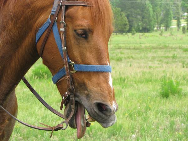 this is our 14 year old gelding Red. you cant help but laugh...