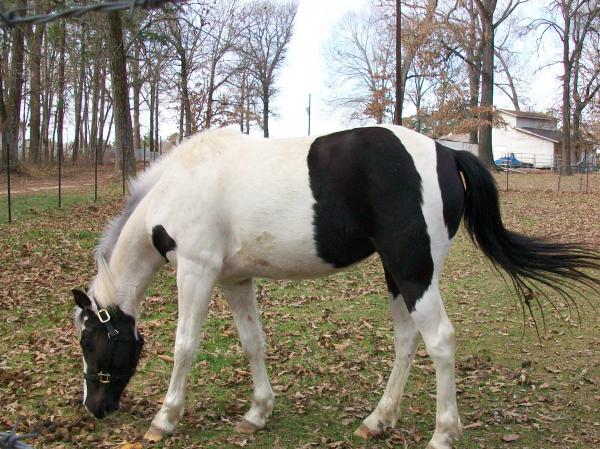 3 year old paint ShastaLynn "baby girl"