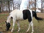 3 year old paint ShastaLynn "baby girl"