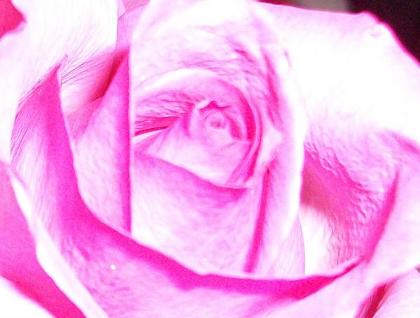 Rose picture