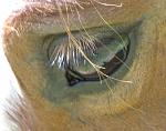 Dancers eye
