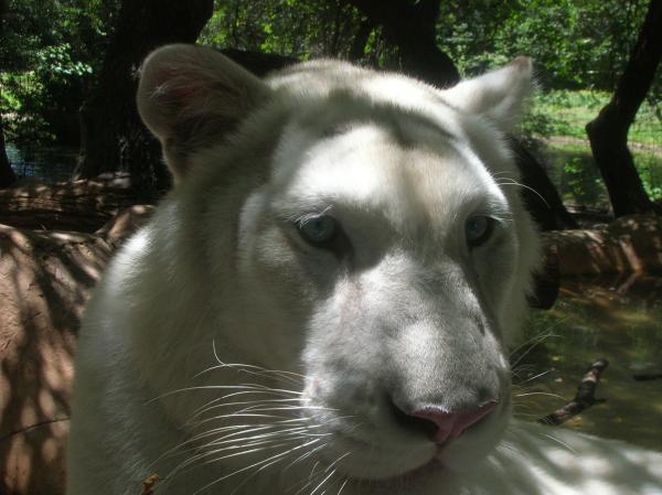 Bayku