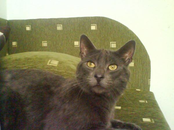 new cat