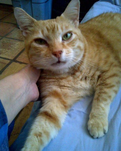 Goldy