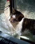Tuffy