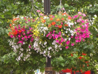 streetflower