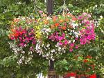 streetflower