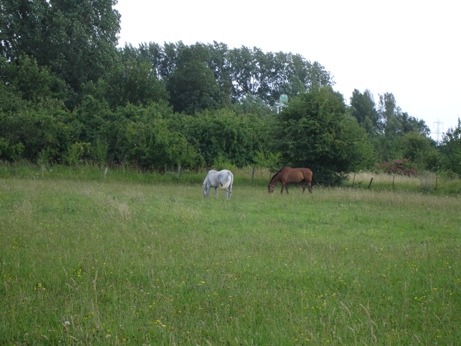 horse