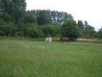 horse