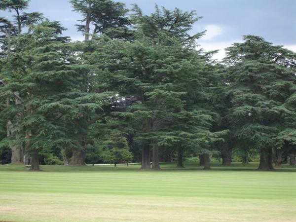 groundblenheim