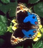 butterfly avatar