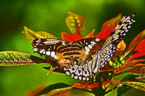 butterfly baltimore