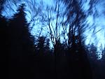 The Dark Forest