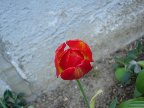 This Lonley Flower