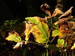Sunshine upon Nature