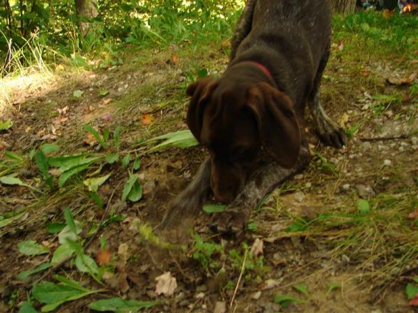 Digging for Gold