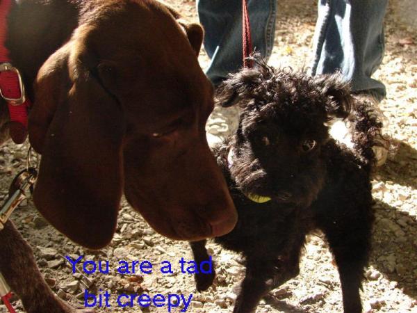 loldog 2