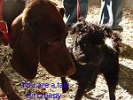 loldog 2