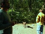 Yellow Sweatshirt, Green Forrest
