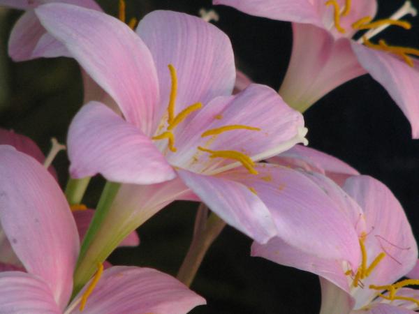 From the Botanical Gardens in Tucson, AZ