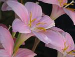 From the Botanical Gardens in Tucson, AZ