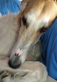 Bagrijana (Bagi for short), Borzoi female.