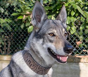 DIANA, Czechoslovakian Wolfdog
