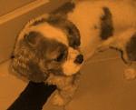 Honey - my dog.