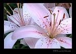 FP68 Flowers by fallenpilot