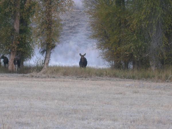 This is one of the cow moose that lives on the ranch, she had twins this year which is pretty rare and neat.