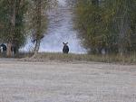 This is one of the cow moose that lives on the ranch, she had twins this year which is pretty rare and neat.