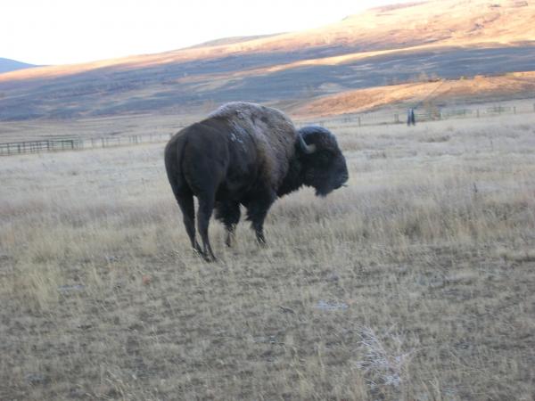 Frost on a bulls back (buffalo bull that is)
Its a bit blurry and sideways I know but he was walking off so I hurried to snap it.