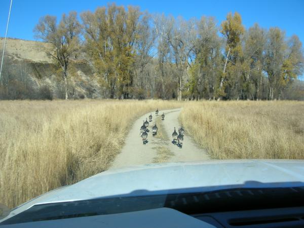 Stupid turkeys don't know how to turn off the road. I bet I chased them for 3 minutes before they realized that there is more to the world than that little two track. Or that they can fly, they could all just fly out of the way.